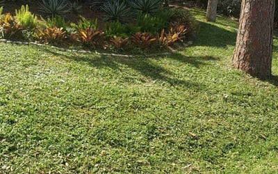 Photo of Leslie P.'s yard after getting lawn care in Nokomis, FL