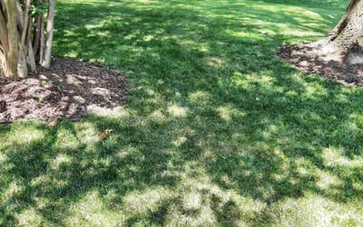 Photo of Mary W.'s yard after getting lawn care in Hendersonville, TN