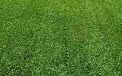 Photo of Wendell B.'s yard after getting lawn care in Dacula, GA