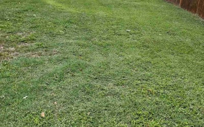 Photo of Shyceka A.'s yard after getting lawn care in Palisades Park, NJ
