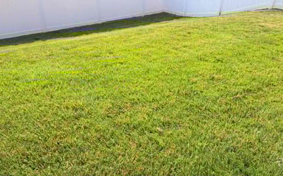 Photo of Gail K.'s yard after getting lawn care in Sunset Beach, NC