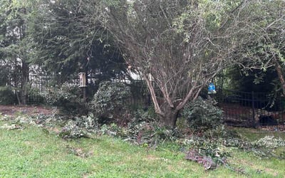 Photo of Madeline D.'s yard after getting lawn care in Raymore, MO