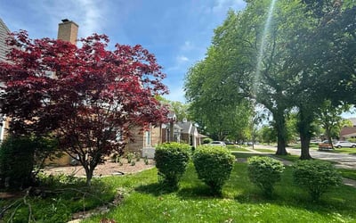 Photo of Frank M.'s yard after getting lawn care in Park Ridge, IL