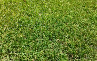 Photo of edward k.'s yard after getting lawn care in Hyattsville, MD