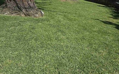 Photo of Maureen T.'s yard after getting lawn care in Fernandina Beach, FL
