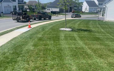 Photo of John M.'s yard after getting lawn care in Paterson, NJ