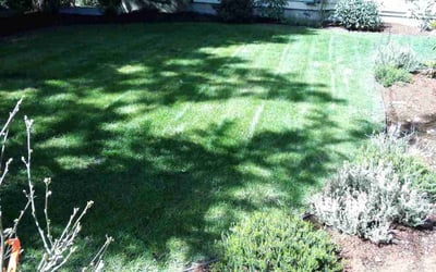 Photo of Robert V.'s yard after getting lawn care in Bellingham, WA