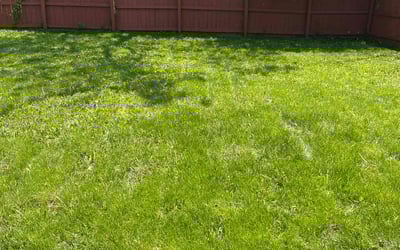 Photo of Mary R.'s yard after getting lawn care in Hartford, WI