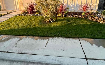 Photo of Katy M.'s yard after getting lawn care in Lincoln, CA