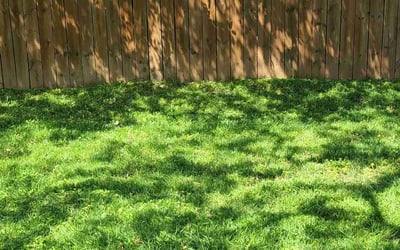 Photo of Cassaundra F.'s yard after getting lawn care in Norwood, MA