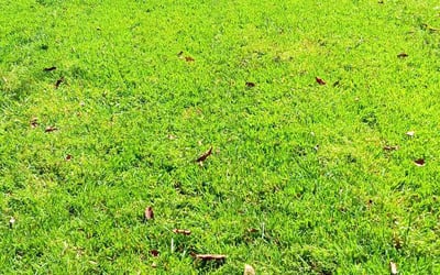 Photo of Pratik B.'s yard after getting lawn care in New Haven, CT