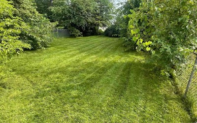 Photo of Michele C.'s yard after getting lawn care in Ferndale, MI