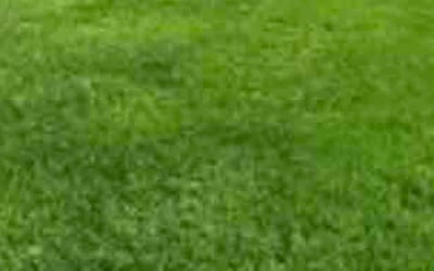 Photo of LESLIE W.'s yard after getting lawn care in Watertown, MA