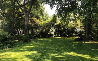Photo of Maribel T.'s yard after getting lawn care in Leander, TX