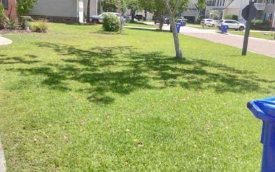 Photo of Linda B.'s yard after getting lawn care in Clark, NJ