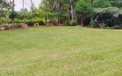 Photo of Ashlynn K.'s yard after getting lawn care in West Columbia, SC