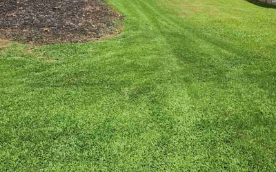 Photo of Tina B.'s yard after getting lawn care in Fairview Heights, IL