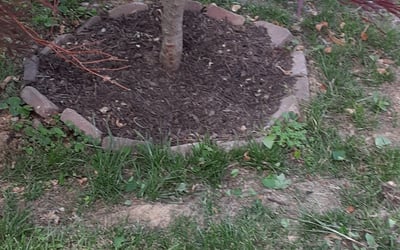 Photo of William W.'s yard after getting lawn care in Columbia, SC