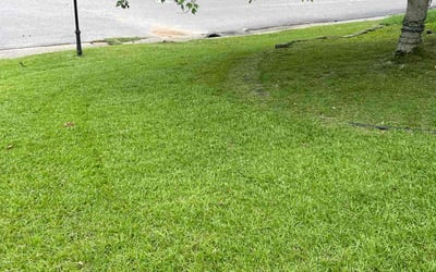 Photo of Eddwenna B.'s yard after getting lawn care in Humble, TX