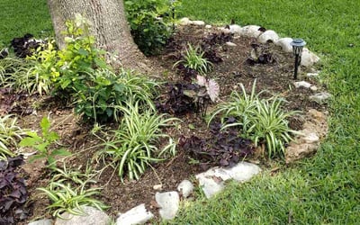 Photo of Ledarius J.'s yard after getting lawn care in Schertz, TX