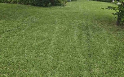 Photo of Catrina M.'s yard after getting lawn care in Downers Grove, IL
