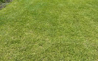 Photo of Renae B.'s yard after getting lawn care in Overland Park, KS