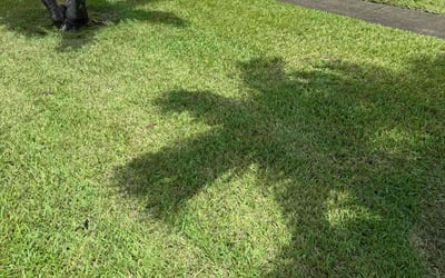 Photo of Veronica C.'s yard after getting lawn care in Davie, FL