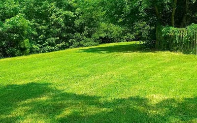 Photo of Chris S.'s yard after getting lawn care in Texas City, TX