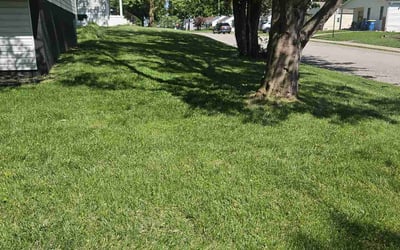 Photo of Christopher M.'s yard after getting lawn care in Mineola, NY