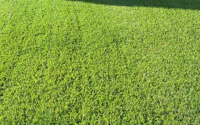 Photo of Sukriti K.'s yard after getting lawn care in Round Rock, TX