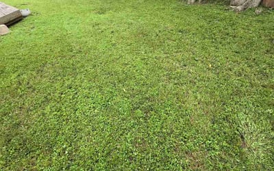 Photo of Srini A.'s yard after getting lawn care in McKinney, TX