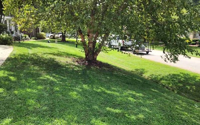 Photo of Limin C.'s yard after getting lawn care in Apex, NC