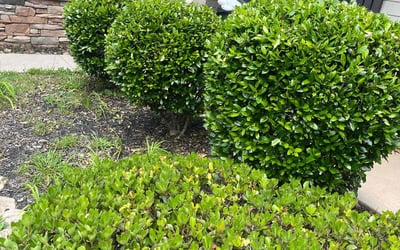 Photo of Nicholas C.'s yard after getting lawn care in Janesville, WI