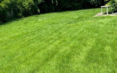 Photo of Shaanti N.'s yard after getting lawn care in Bethesda, MD