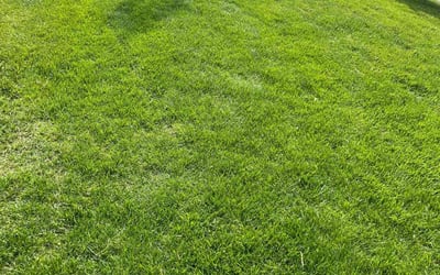 Photo of Chris Y.'s yard after getting lawn care in Malvern, PA