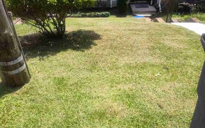 Photo of Byron W.'s yard after getting lawn care in Rocky River, OH