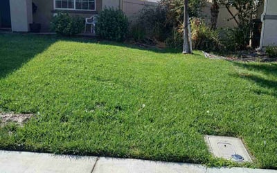 Photo of Michelle D.'s yard after getting lawn care in San Jacinto, CA