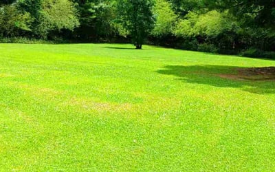 Photo of Rukisha P.'s yard after getting lawn care in Covington, WA