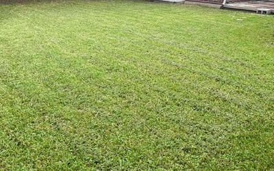 Photo of Angie C.'s yard after getting lawn care in Pasadena, TX