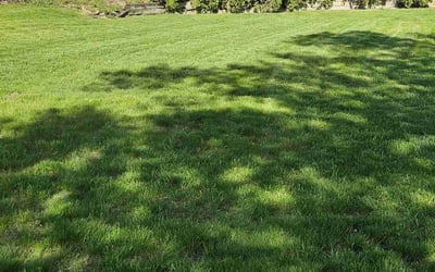 Photo of Syed H.'s yard after getting lawn care in Greendale, WI