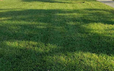 Photo of Laci S.'s yard after getting lawn care in Sarasota, FL