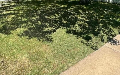 Photo of Brad F.'s yard after getting lawn care in Marshall, NC