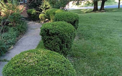 Photo of Bernadette C.'s yard after getting lawn care in Buffalo, NY