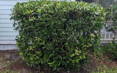 Photo of James J.'s yard after getting tree care in Elizabethtown, PA