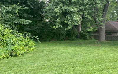 Photo of Terrance C.'s yard after getting lawn care in Chicopee, MA