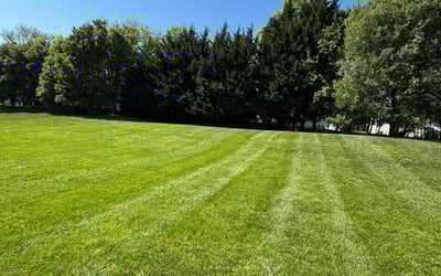 Photo of Mary K.'s yard after getting lawn care in Aspen Hill, MD