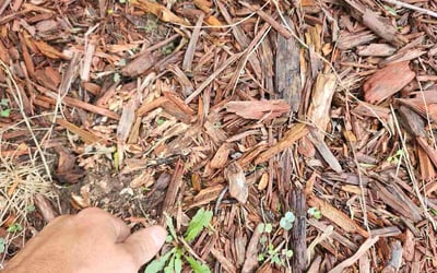 Photo of Bill W.'s yard after getting lawn care in Owens Cross Roads, AL