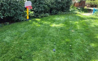 Photo of Susan N.'s yard after getting lawn care in Castle Pines, CO