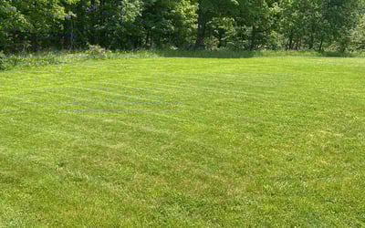 Photo of Desiree F.'s yard after getting lawn care in Independence, OH