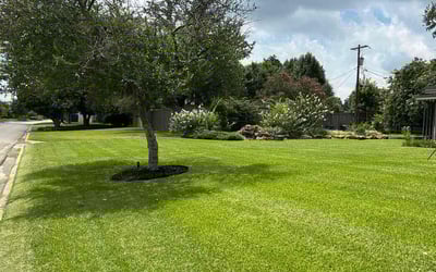 Photo of Julia E.'s yard after getting lawn care in Wesley Chapel, FL
